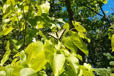 60 Minute Back, Neck, Shoulder Massage